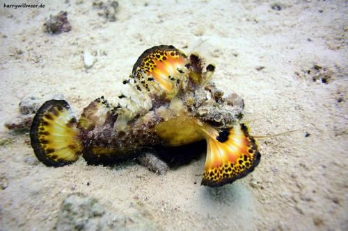 Red Sea Walkman Abu Ramada Sout Hurghada Aegypten