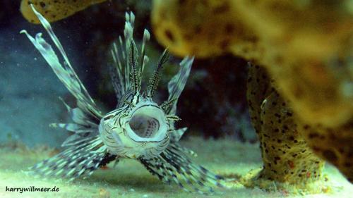 Rotfeuerfisch Maul Playa Forti Curacao-