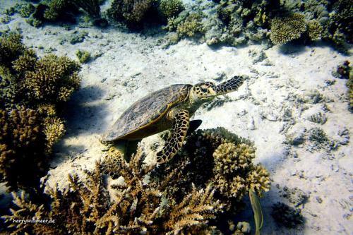 Schildkroete Ben El Gebal Hurghada Aegypten