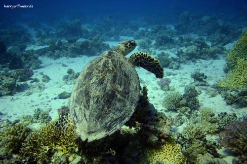 Schildkroete Shaab Sabina Hurghada Aegypten