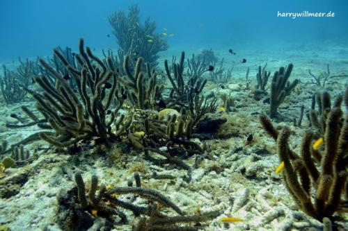 Schwarze Weichkorallen Playa Grandi Curacao
