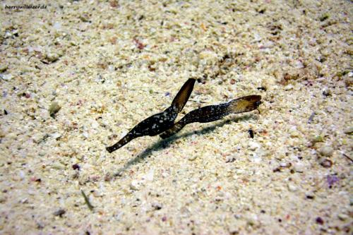 Seegrasgeisterfeifenfisch Erg-Talta Hurghada Aegypten