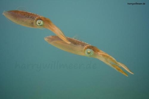 Sepia -Small Knip Curacao