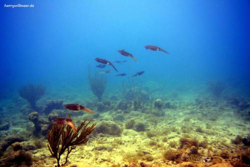 Sepia Small Knip Curacao-2