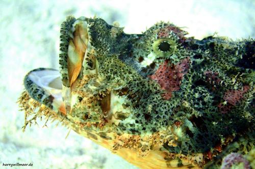 Skorpionfisch offnes Maul Shaab Sabina Hurghada Aegypten