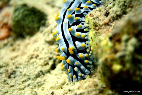 Warzennacktschnecke Marsa Abu Galawa
