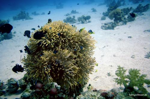 Anemone mit Barschen und Annemonenfischen El Fanous West Hurghada Ägypten