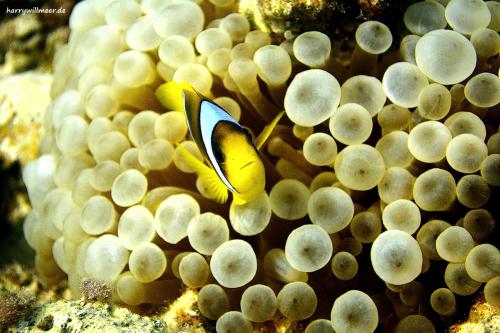 Anemonenfisch Shaab Sabina Hurghada Ägypten