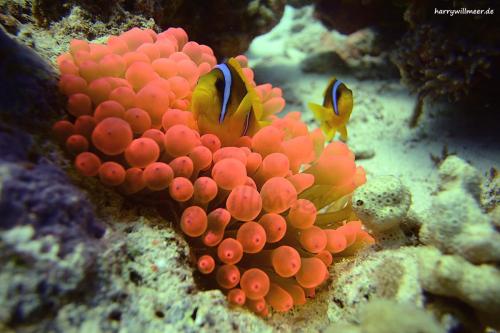 Anemonenfische in roter Anemone Abu Ramada South Drift -Hurghada -Aegypten