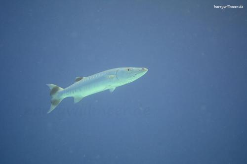 Barracuda Gota Abu Ramada West Hurghada Aegypten