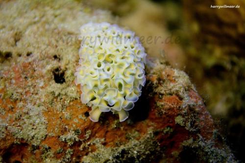 Blattsalt Seeschlucker Playa Lagun Curacao
