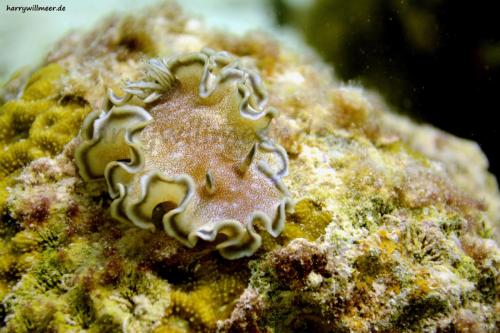 Braunrand-SternschneckeGlossodoris-hikuerensis El Fanous West Hurghada Aegypten-