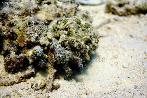 Drachenkopf El Fanadir North Hurghada Aegypten