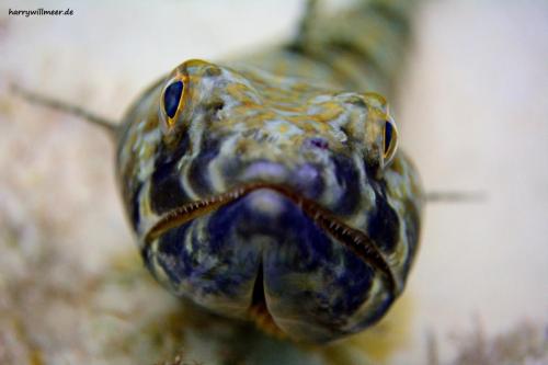 Eidechsenfisch Shaab Sabina Hurghada Aegypten
