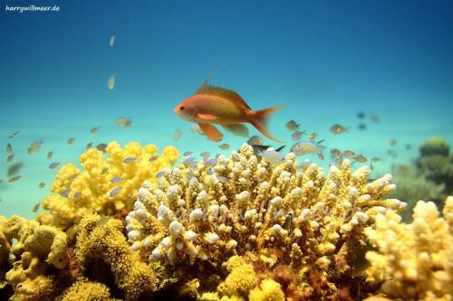 Fahnenbarsch Maennchen Sahwa Abu Galawa Hurghada Aegypten