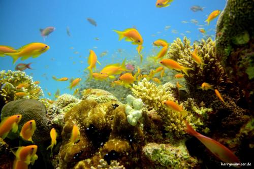 Fahnenbarsche El Fanadir North Hurghada Ägypten