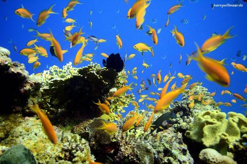 Fahnenbarsche El  Fanadir North Hurghada Aegypten