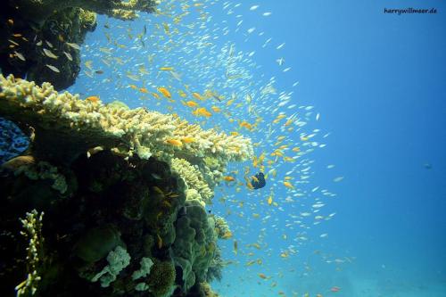 Fahnenbarsche an Koralle Gota Abu Ramada West -Hurghada -Aegypten
