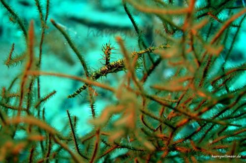 Fetzengeisterpfeiffenfisch Shaab Ruhr Hurghada Aegypten