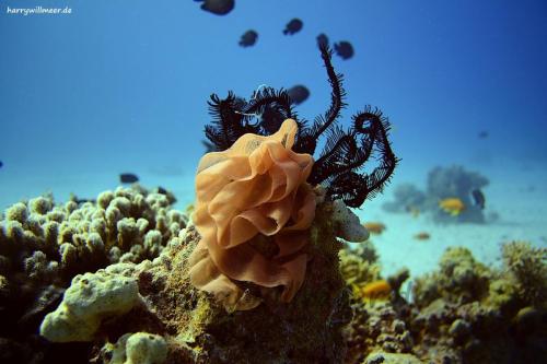 Gelege einer spanischen Taenzerin mit Federseestern El Fanadir South Hurghada Aegypten