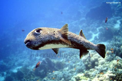 Gepunkteter Igelfisch Small Giftun Drift Hurghada Aegypten