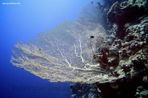 Gorgonie Small Giftun Hurghada Aegypten