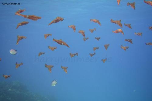 Kalmare Arouk Talata Hurghada Aegypten