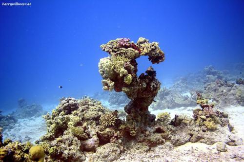 Korallenblock Abu Ramada South Drift Hurghada Aegypten