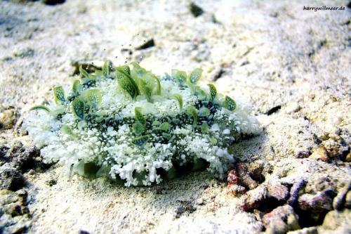 Mangrovenqualle Cassiopea -andromeda -El Fanadir North Hurghada Aegypten