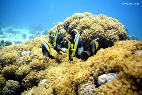 Maskenwimpelfisch Small Giftun -Hurghada Aegypten