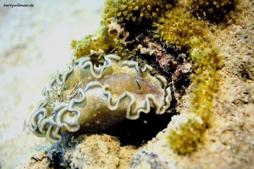 Nacktschnecke_Glossodoris_hikuerensis_Ras_Disha_Hurghada_Aegypten