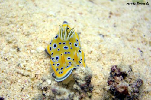 Nacktschnecke Goniobrachusgeminus Erg Talata Hurghada Aegypten