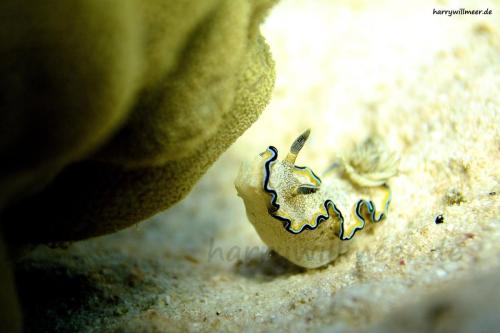 Nacktschnecke Gotta Abu Ramada East Hurghada Aegypten