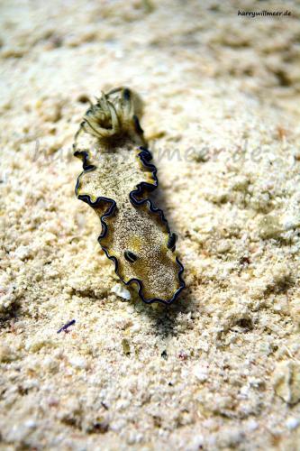 Nacktschnecke Gotta Abu Ramada East Hurghada Aegypten (1)