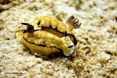 Nacktschnecke Hypselodorisimperialis Marsa Abu Galawa Hurghada Aegypten