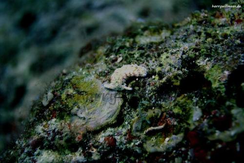 Nacktschnecke Plakobranchus Ras Disha Hurghada Aegypten