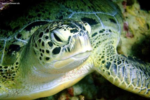 Nahaufnahme Schildkroete Shaab Sabina Hurghada Aegypten
