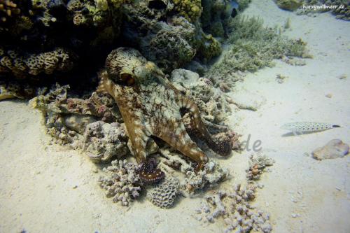Octopus Aruk -Talata Hurghada -Aegypten