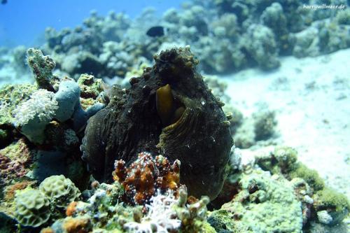 Octopus_Ras_Disha_Hurghada-Aegypten