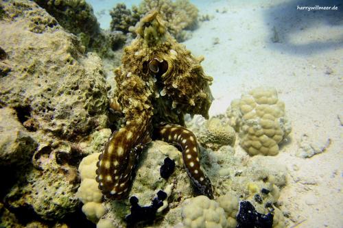 Octopus El Fanadir North Hurghada Ägypten