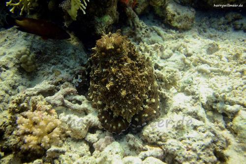 Octopus El Fanadir North Hurghada Aegypten