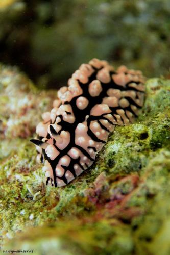 Pustel Warzennacktschnecke Marsa Abu Galawa Hurhgada Ägypten
