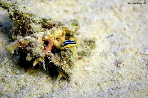 Pyjamanacktschnecke El Fanous West Hurghada Aegypten (1)