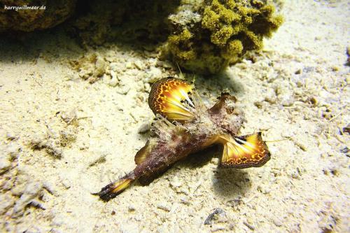 Red Sea Walkman Abu Ramada South Hurghada Aegypten