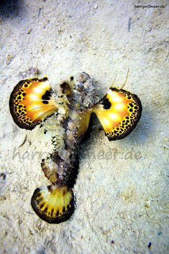 Red Sea Walkman Erg Talata Hurghada Aegypten