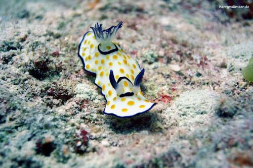 Risbecia ghardaqana Nacktschnecke El-Fanadir -South Hurghada -Aegypten