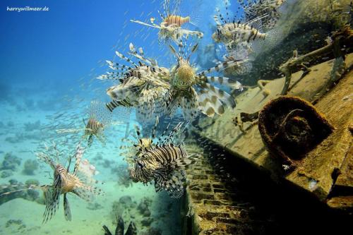 Rotfeuerfisch_Armada_Aruk_Talata_Tanks_Hurghada_Aegypten