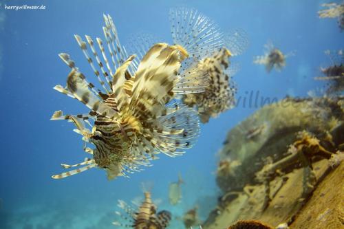 Rotfeuerfisch -Aruk Talata Tanks Hurghada -Aegypten
