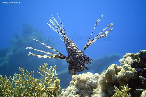 Rotfeuerfisch Abu Ramada South Hurghada Aegypten