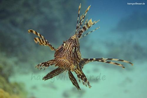 Rotfeuerfisch Gotta Abu Ramada East Hurghada Aegypten